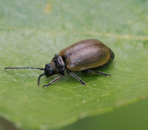 Willow Leaf Beetle
