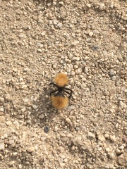 Dasymutilla coccineohirta