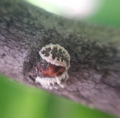 Eriococcus spurius