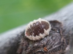 Eriococcus spurius