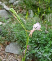 Oenothera podocarpa