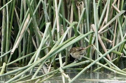 Little Grassbird (Poodytes gramineus), photo 8