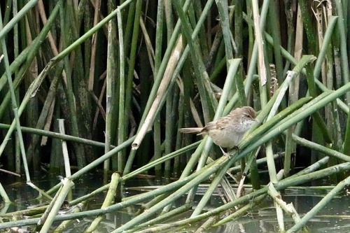 Little Grassbird (Poodytes gramineus), photo 9