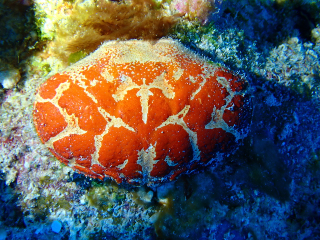 Atergatopsis germainii