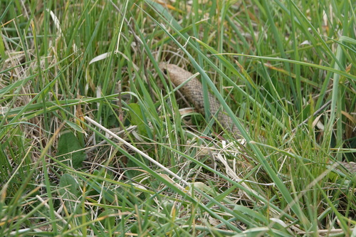 Eastern Brown Snake sighting