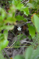 Moehringia lateriflora
