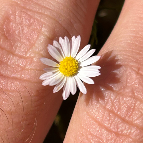 Image of Erigeron sionis by (c) Elliott Gordon, some rights reserved (CC BY)