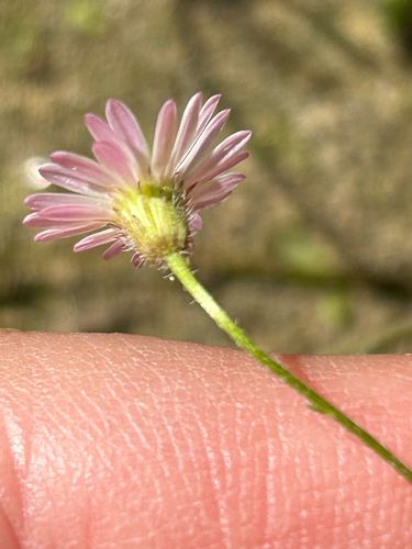 Image of Erigeron sionis by (c) Elliott Gordon, some rights reserved (CC BY)
