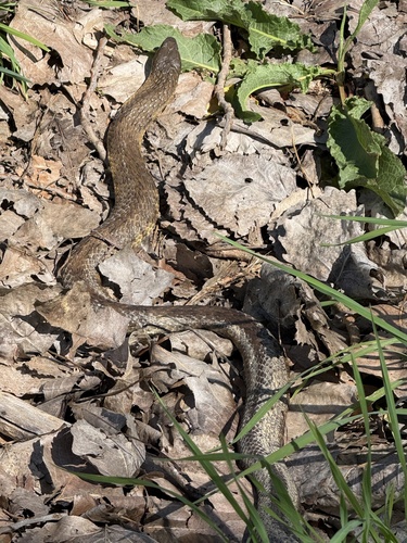 Tiger Snake sighting