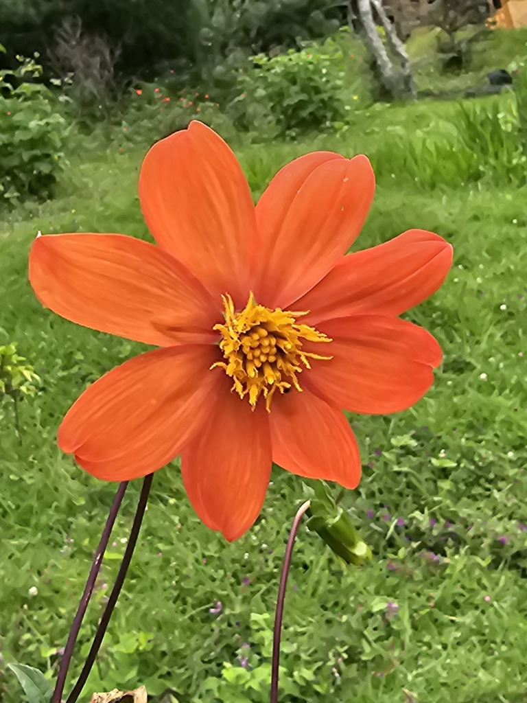 Red dahlia (Dahlia coccinea)