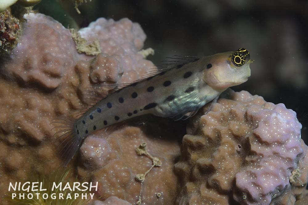 Collette's Coralblenny