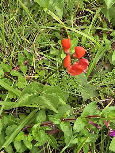 Image of Runner Bean (Phaseolus coccineus) by (c) Liliana Ramírez-Freire, some rights reserved (CC BY)