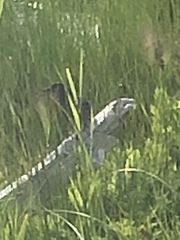 Dumetella carolinensis