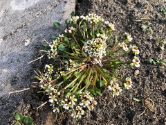 Cochlearia groenlandica