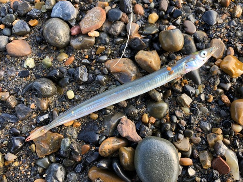 Arctic Sand Lance