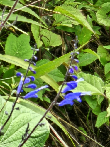 Salvia cacaliifolia, photograph 3