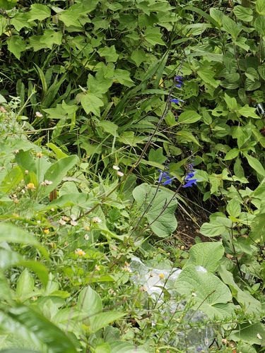 Image of Salvia cacaliifolia by (c) Liliana Ramírez-Freire, some rights reserved (CC BY)
