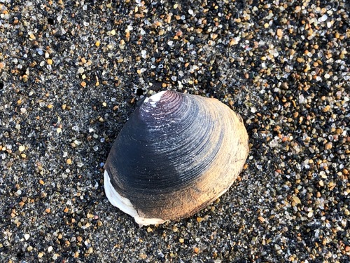 Tridonta borealis