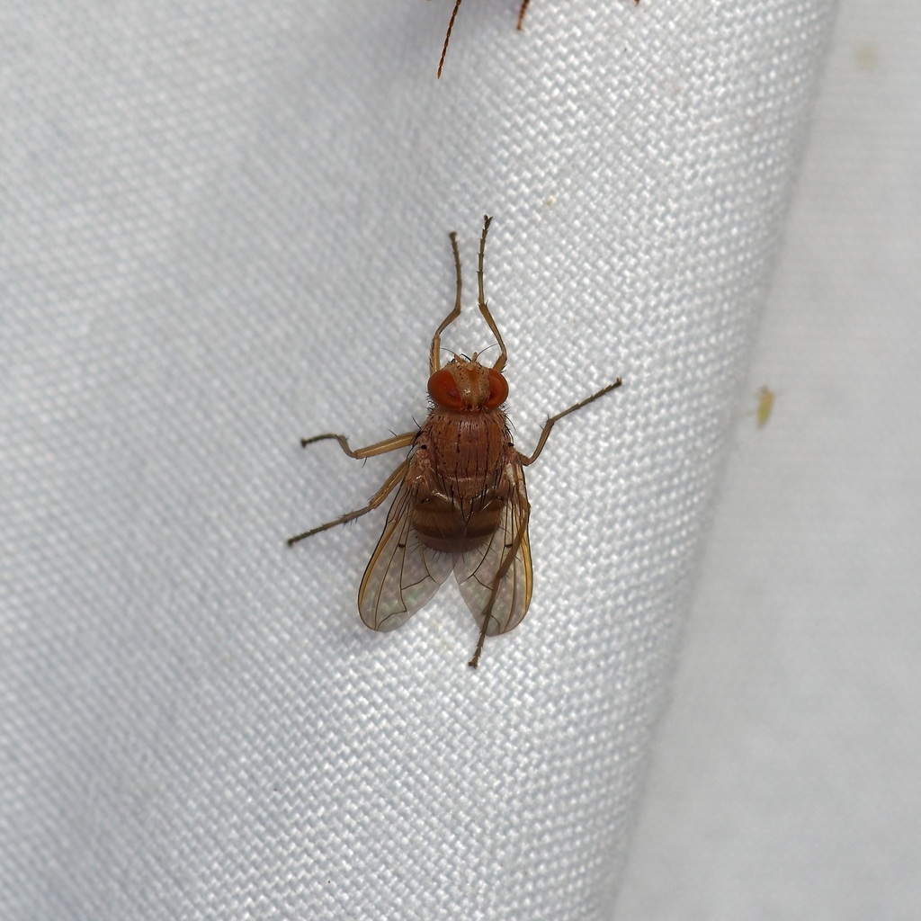 Tachinid fly