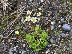 Saxifraga cespitosa