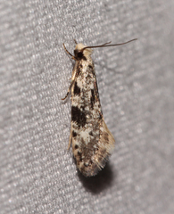 Nemapogon auropulvella