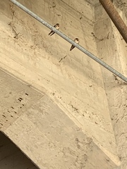 Hirundo rustica erythrogaster