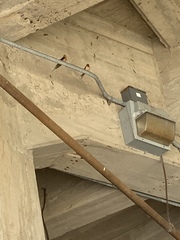 Hirundo rustica erythrogaster