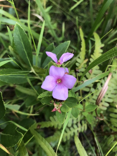 Image of Rhexia petiolata by (c) Will McFarland, some rights reserved (CC BY)