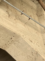 Hirundo rustica erythrogaster