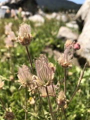 Geum triflorum