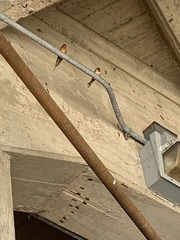 Hirundo rustica erythrogaster