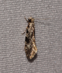 Nemapogon auropulvella