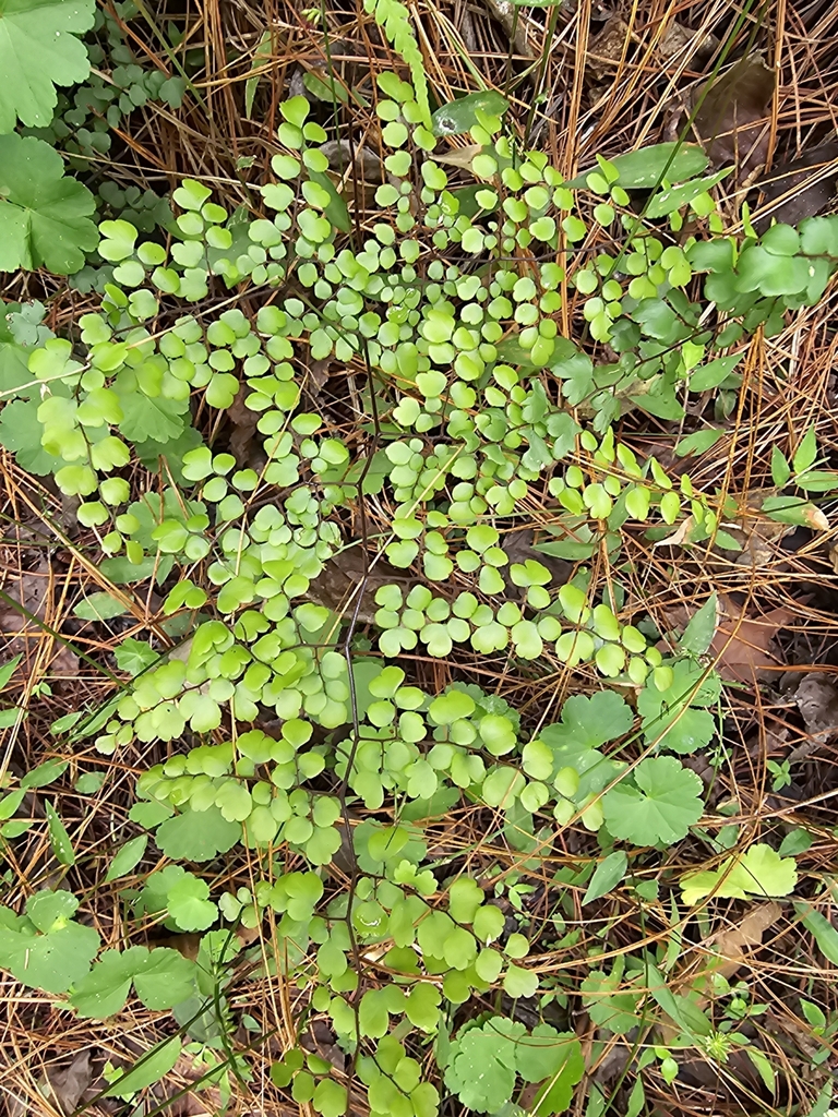 Adiantum feei