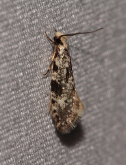 Nemapogon auropulvella