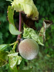 Taphrina deformans