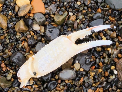 Hyas alutaceus