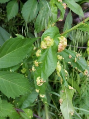 Taphrina deformans