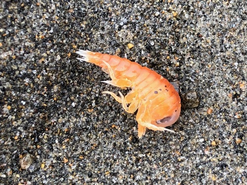 Hyperia medusarum