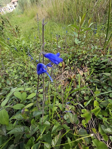 blue vine sage (Salvia cacaliifolia)