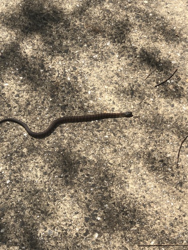Tiger Snake sighting