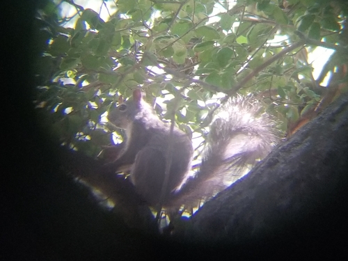 Sciurus griseus anthonyi