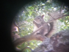 Sciurus griseus anthonyi