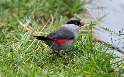Black-crowned Waxbill (Estrilda nonnula), photo 5