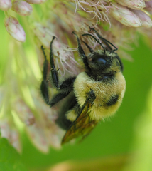 Bombus griseocollis