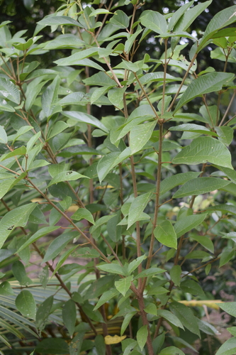 Mallotus rhamnifolius observed 2024-08-14