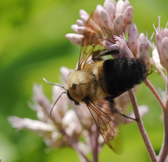 Bombus griseocollis
