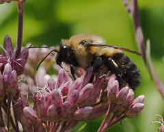 Bombus griseocollis