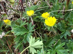 Potentilla hyparctica