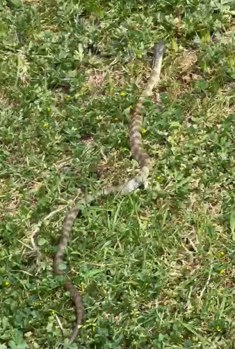 Tiger Snake sighting