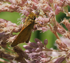 Atalopedes campestris